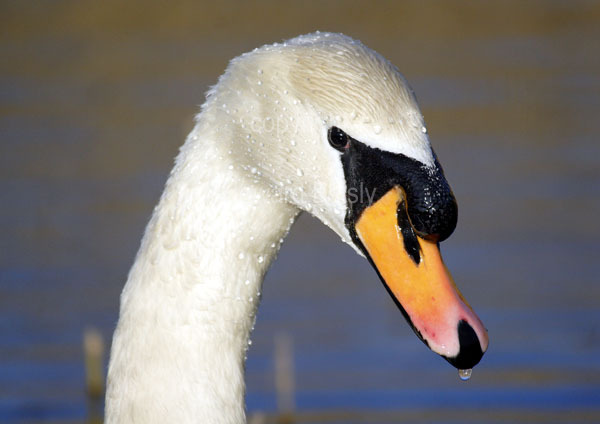 Mute swan # 2