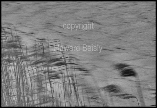 Reeds in the mist