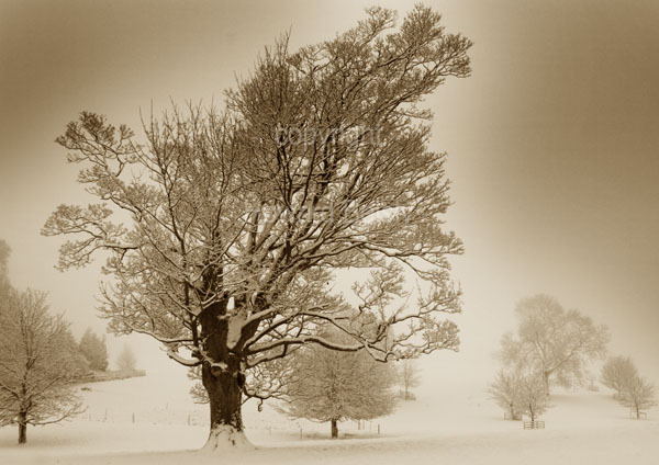 The old leaning tree