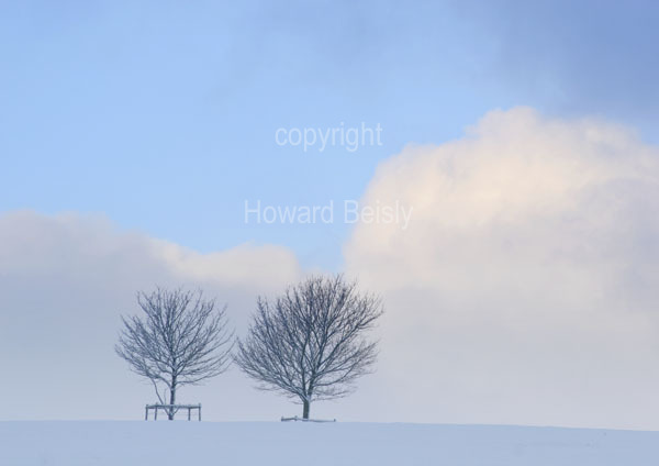 Lonely trees