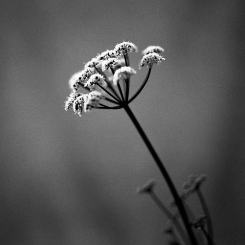 Cow Parsley