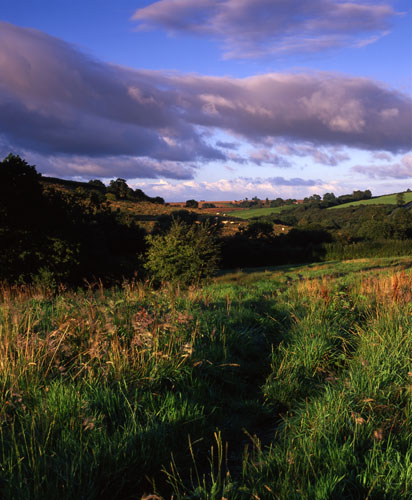 Summer Fields