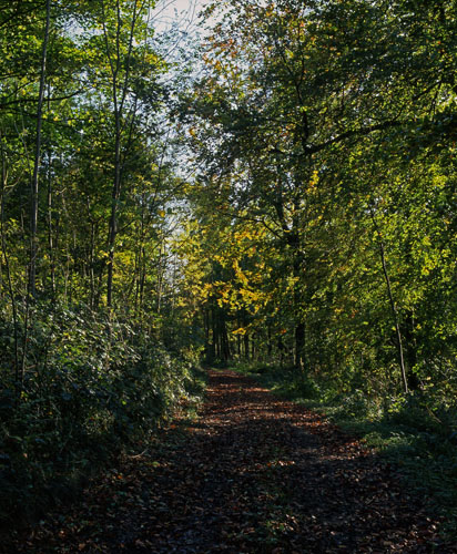 Early Autumn Woods