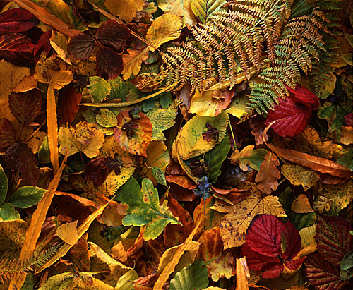 Autumn Windfall