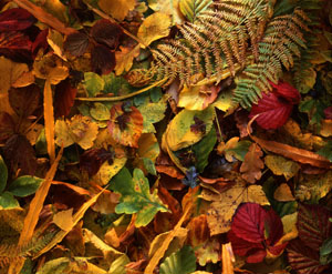 Autumn windfall leaves