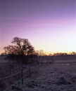 Frosty Dawn