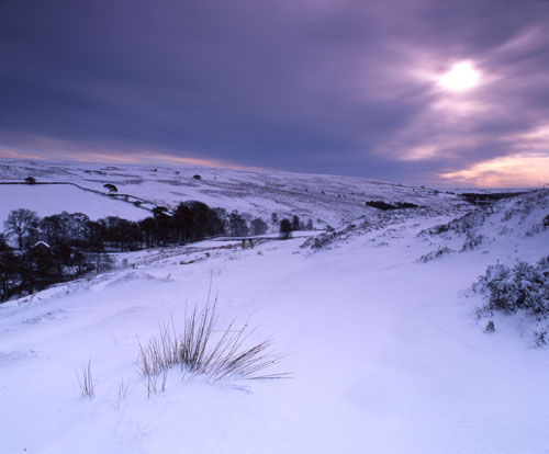 Snow and Sheep