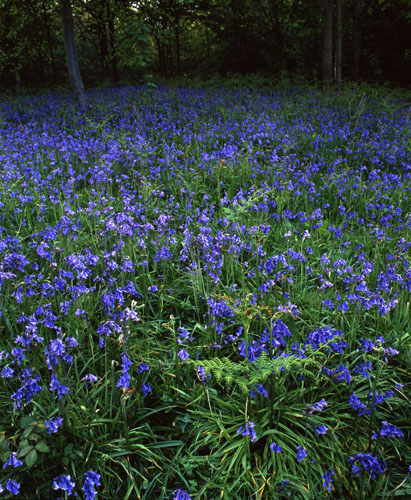 Bracken and Bluebells