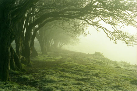Hawthorn hedge with mist