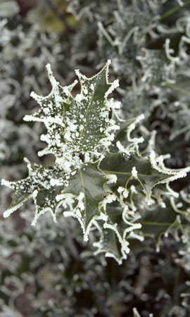 Frosty holly