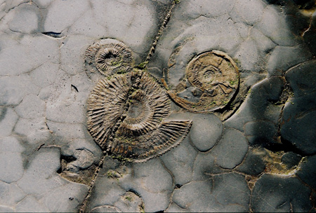 Three ammonites