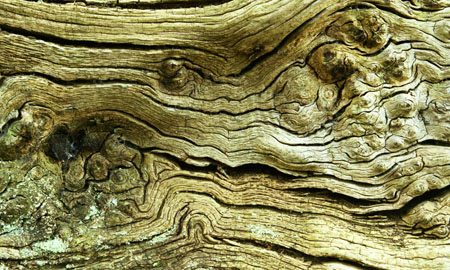 Dead wood abstract