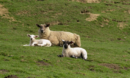Spring lambs