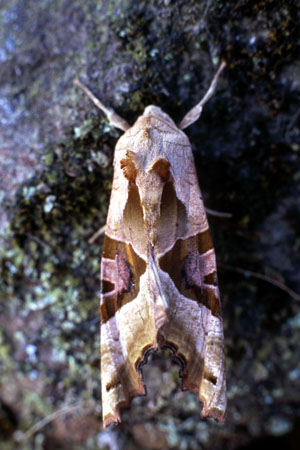 Angle Shades moth (phlogophora meticulosa)