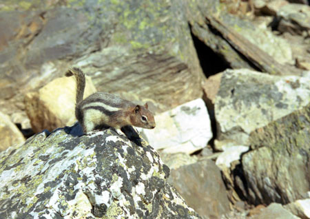 Chipmonk