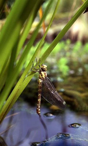 Emerging dragonfly (3)