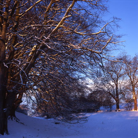 Snowy Lane