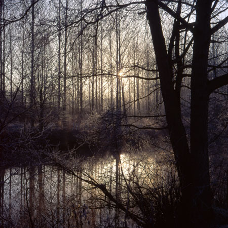 Tree silhouettes and reflections