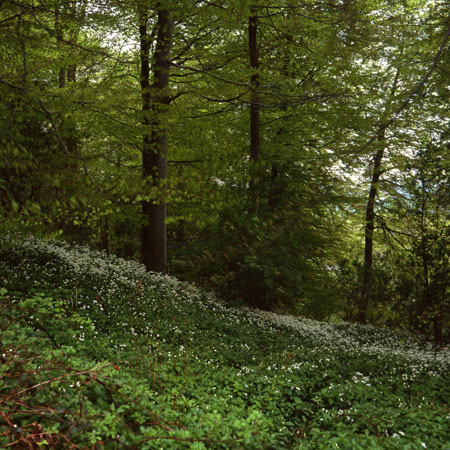 Spring wood with ransoms