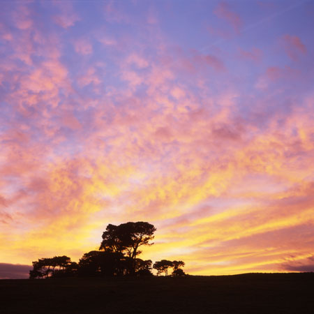 Sunrise and tree silhouettes