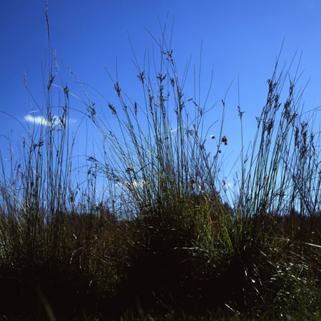 Grass against blue sky