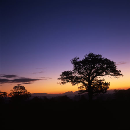 Tree silhouettes