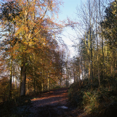 Autumn woods (1)