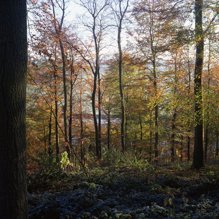 Autumn woods (2)