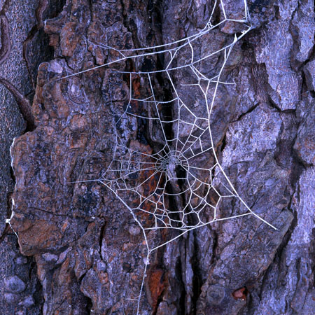 Frosty cobweb