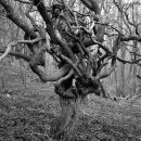 Gnarled hawthorn