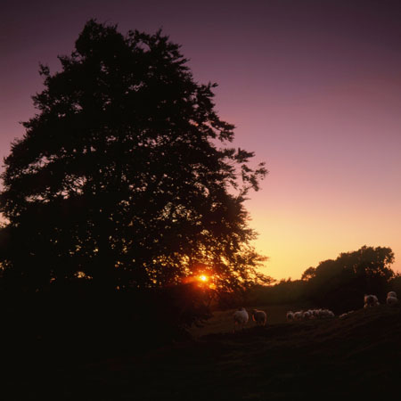 Sheep at sunrise