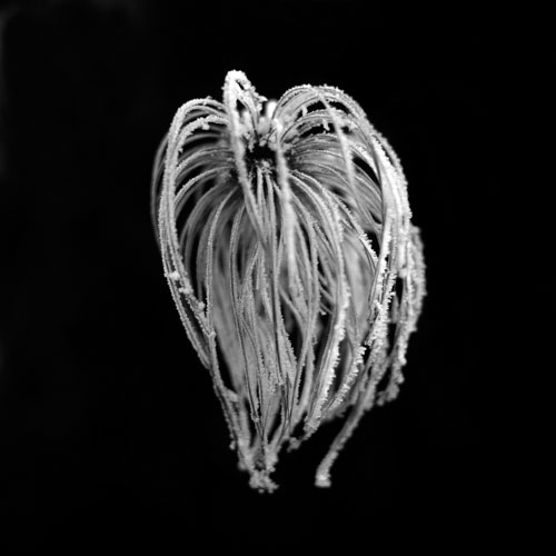 Frosty clematis seedhead