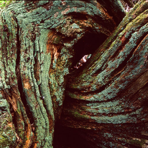 Gnarled wood - intertwined