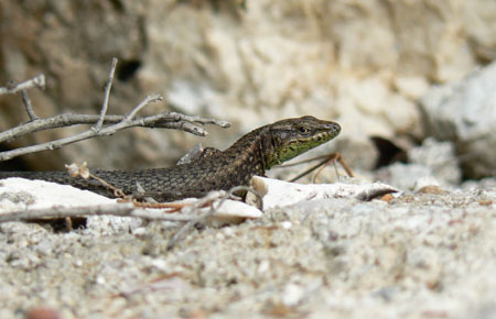 Wall Lizard