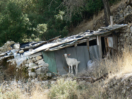 Goat and shed