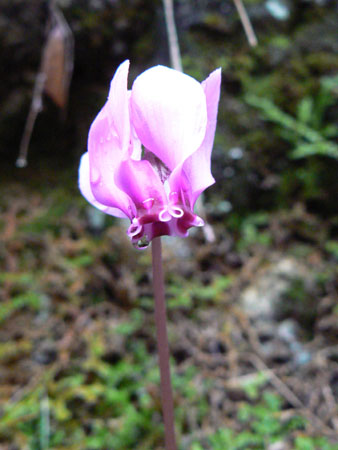 Cyclamen with dew