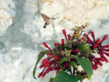 Hummingbird hawk moth (macroglossum stallatarum)