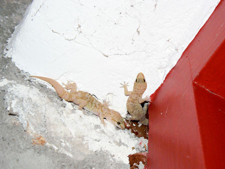 Geckos