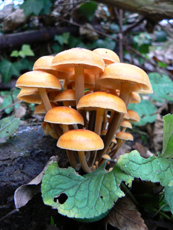 Fungus (4)