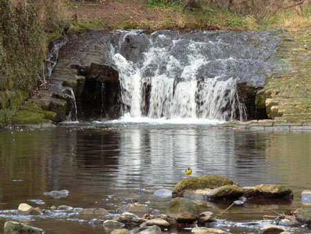 Wagtail and waterfall