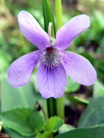 Violet