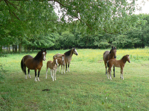 Horses and foals (1)