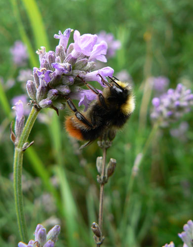 Bumble bee on lavendar