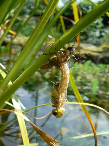 Emerging dragonfly (1)
