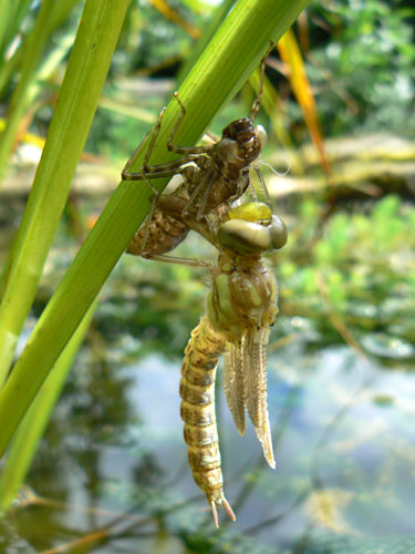 Emerging dragonfly (2)