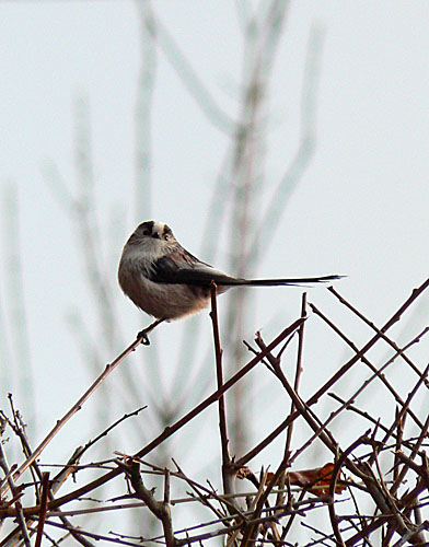 Long-tailed tit