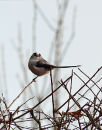 Long-tailed tit