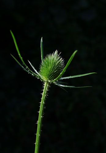 Teasel