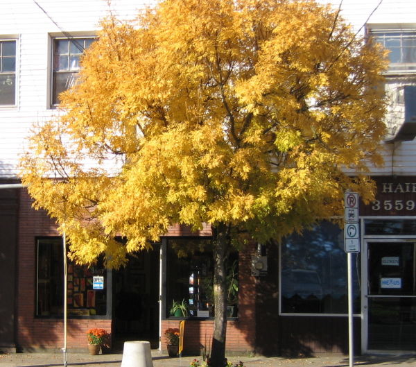 Division St Studio 
