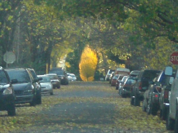 a tree
